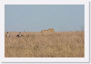 15SerengetiAMGameDrive - 07 * This male Lion paraded by an old kill being worked over by vultures.